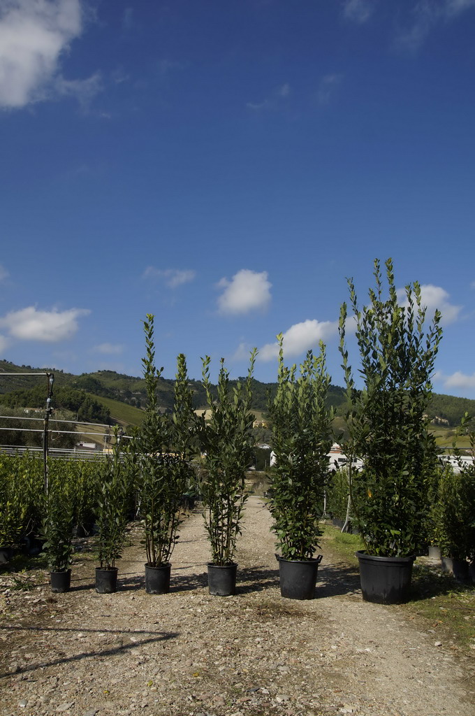 Alloro - Laurus Nobilis - Vendita piante mediterranee